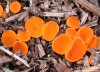 Oranžovka vřetenovýtrusá (Houby), Byssonectria fusispora (Fungi)